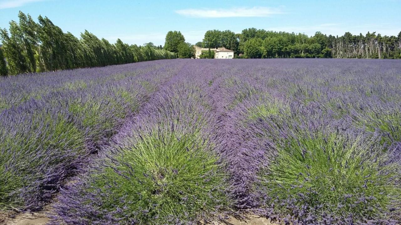 Chambres D'Hotes L'Oreliane En Provence Only Adult Châteauneuf-de-Gadagne Buitenkant foto